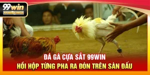 Đá Gà Cựa Sắt 99WIN – Hồi hộp từng pha ra đòn trên sàn đấu