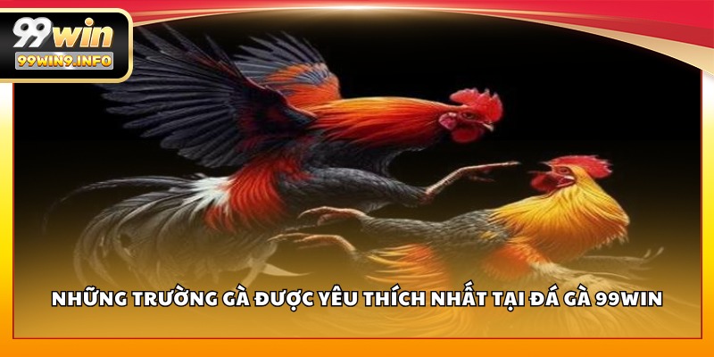 Những trường gà được yêu thích nhất tại đá gà 99WIN
